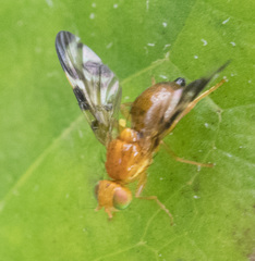 Euleia uncinata
