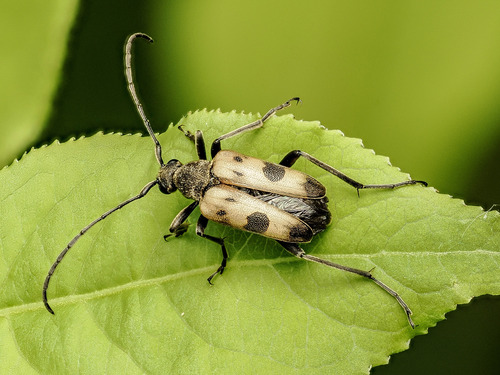 speckled longhorn beetle