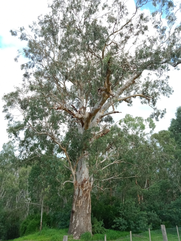 river redgum from Viewbank VIC 3084, Australia on April 17, 2020 at 03: ...