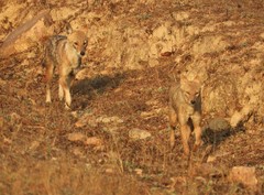 Canis aureus indicus