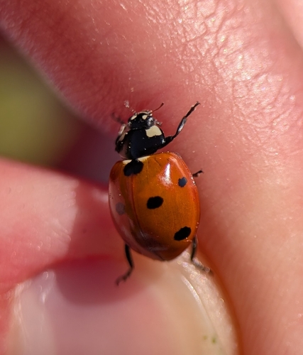 Seven-spotted Lady Beetle