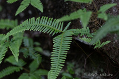 Dicranopteris pedata, photograph (c) Wang.QG, some rights reserved (CC BY)