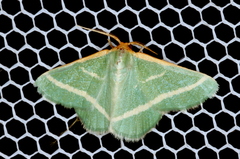 Mixocera latilineata