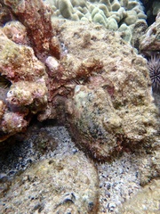 Pinctada margaritifera