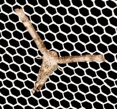 Phazaca interrupta