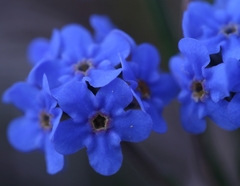 Eritrichium aretioides