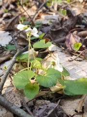 Viola minuscula