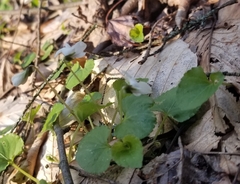 Viola minuscula