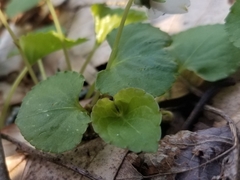 Viola minuscula