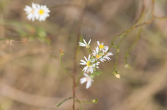 Symphyotrichum depauperatum