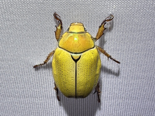 Goldsmith Beetle photo 5
