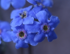 Eritrichium aretioides