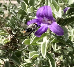 Megachile chrysopyga