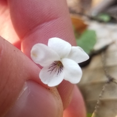 Viola minuscula