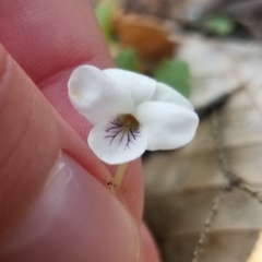 Viola minuscula