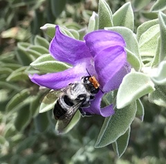 Megachile chrysopyga
