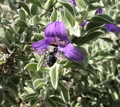 Megachile chrysopyga