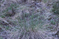 Festuca altaica