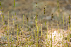 Drosera filiformis