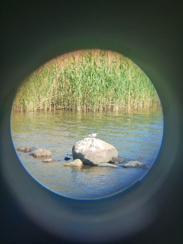 iNaturalist image