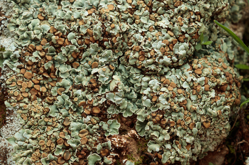 Squamarina cartilaginea