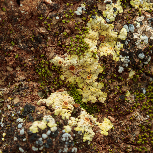 Scrambled Egg Lichen