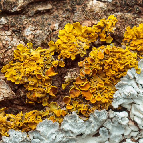 Common Sunburst Lichen