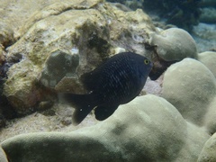 Plectroglyphidodon marginatus