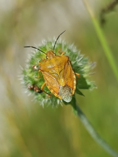Black-shouldered Shieldbug