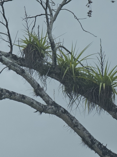 giant airplant