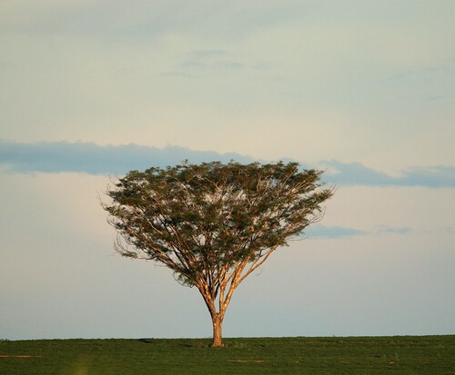 Pseudalbizzia niopoides