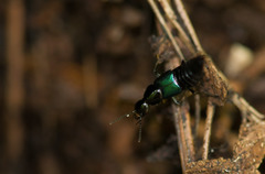 Philonthus caeruleipennis