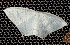 Acropteris nanula