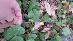 Ionoxalis