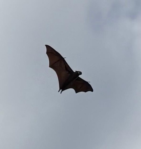 Pteropus seychellensis comorensis