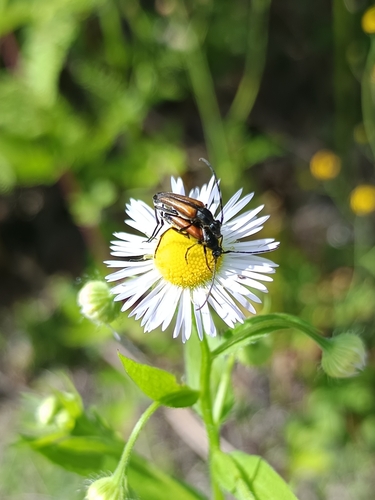 Black-striped Longhorn Beetle