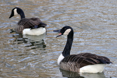 Branta canadensis