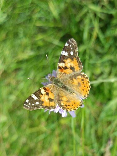 Painted Lady