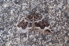 Lampropteryx suffumata