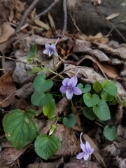 Viola rostrata