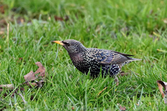 Sturnus vulgaris
