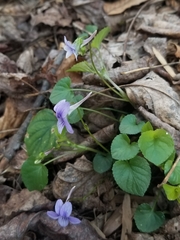 Viola rostrata