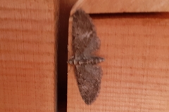 Eupithecia abbreviata