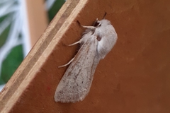Orthosia gracilis