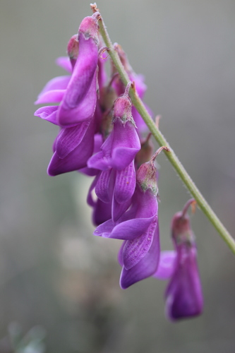 Alpine Sweet-vetch