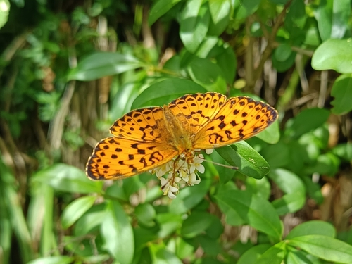 Marbled Fritillary