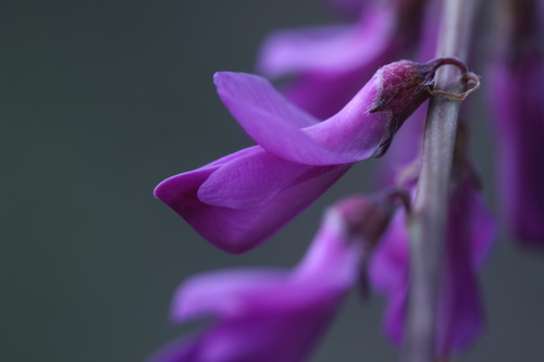 Alpine Sweet-vetch