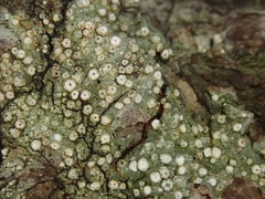 Topeliopsis