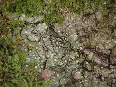 Topeliopsis
