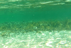 Sillaginodes punctatus